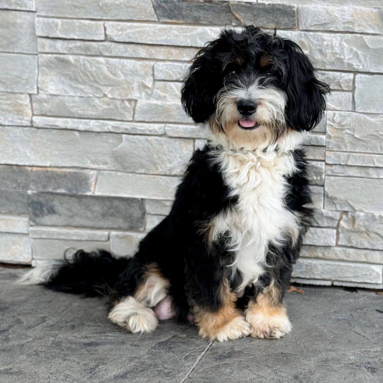 Mia parent dog photo