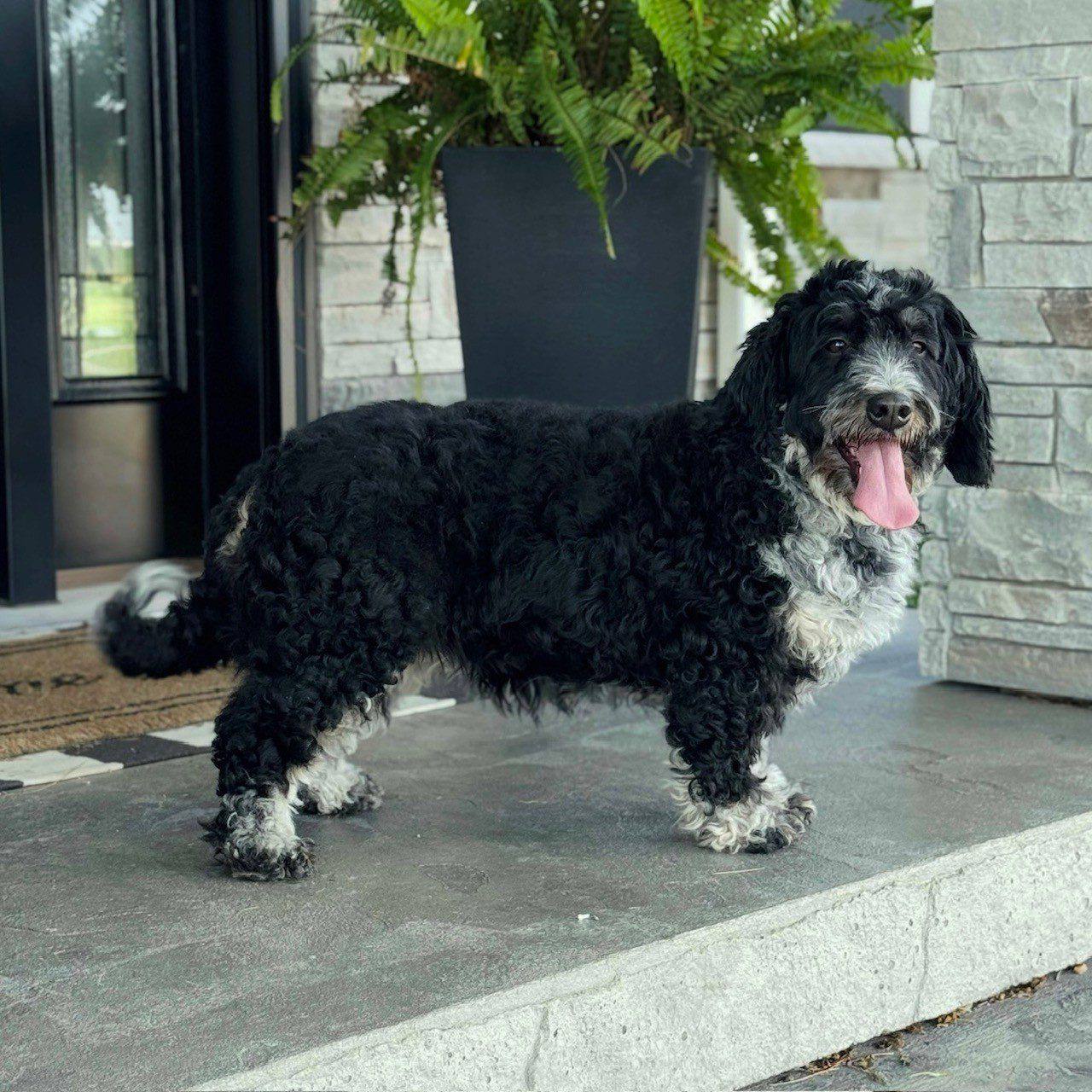 Misty parent dog photo