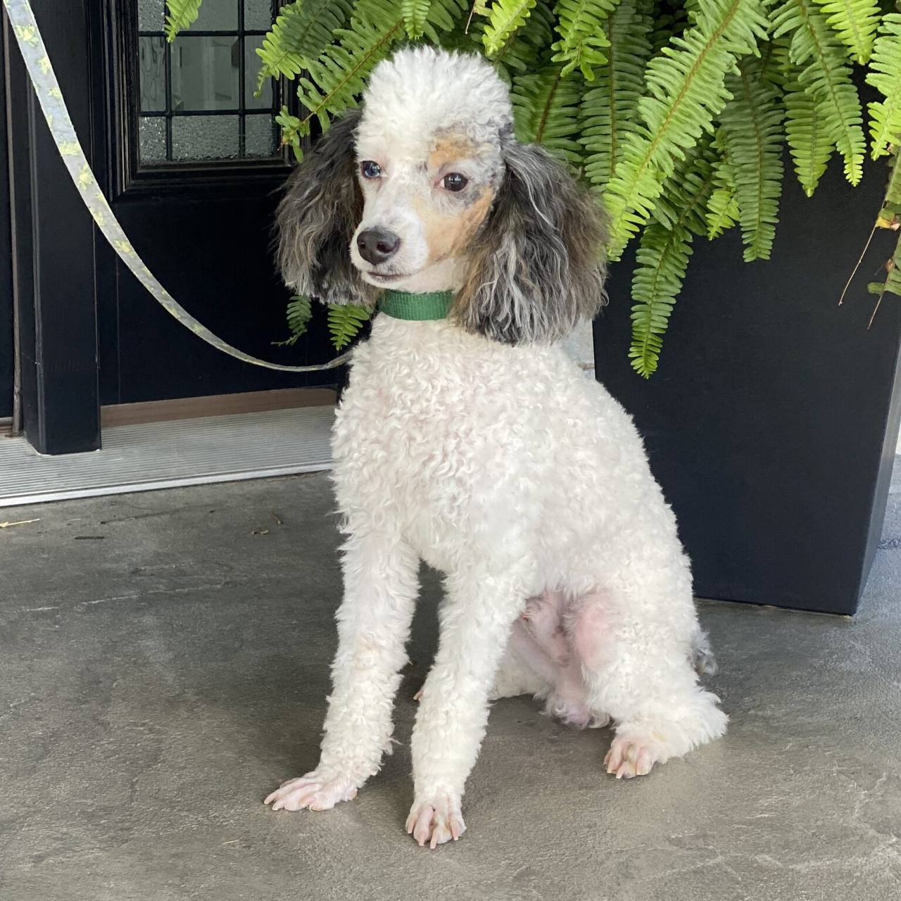 Jimmy parent dog photo