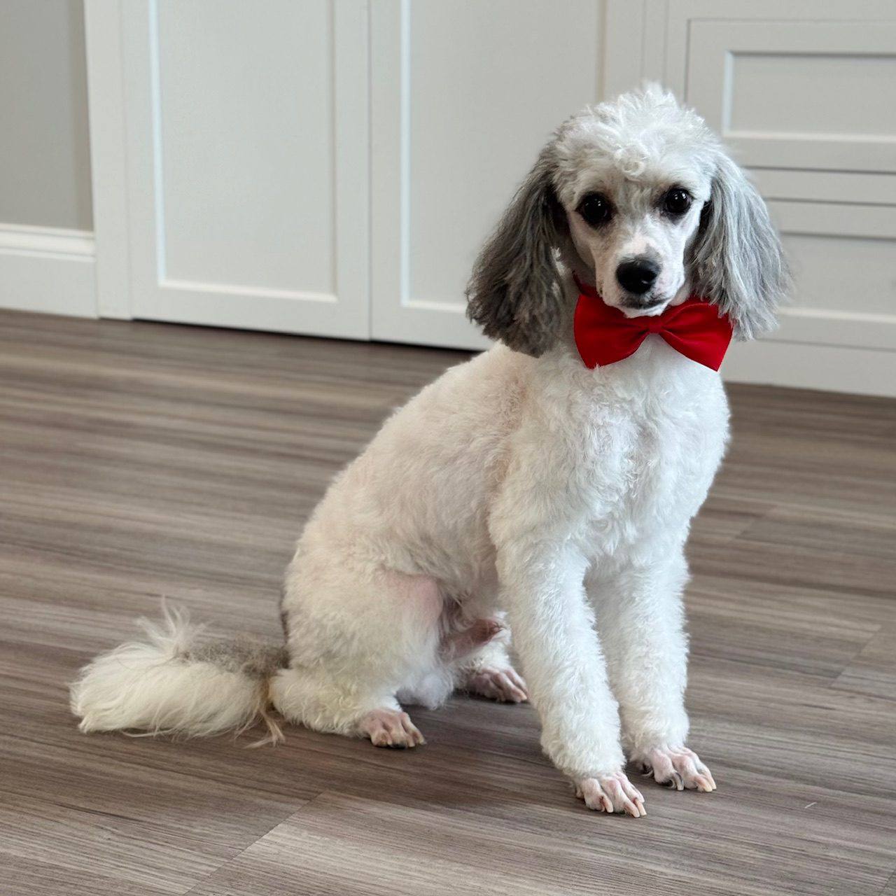 Banjo parent dog photo