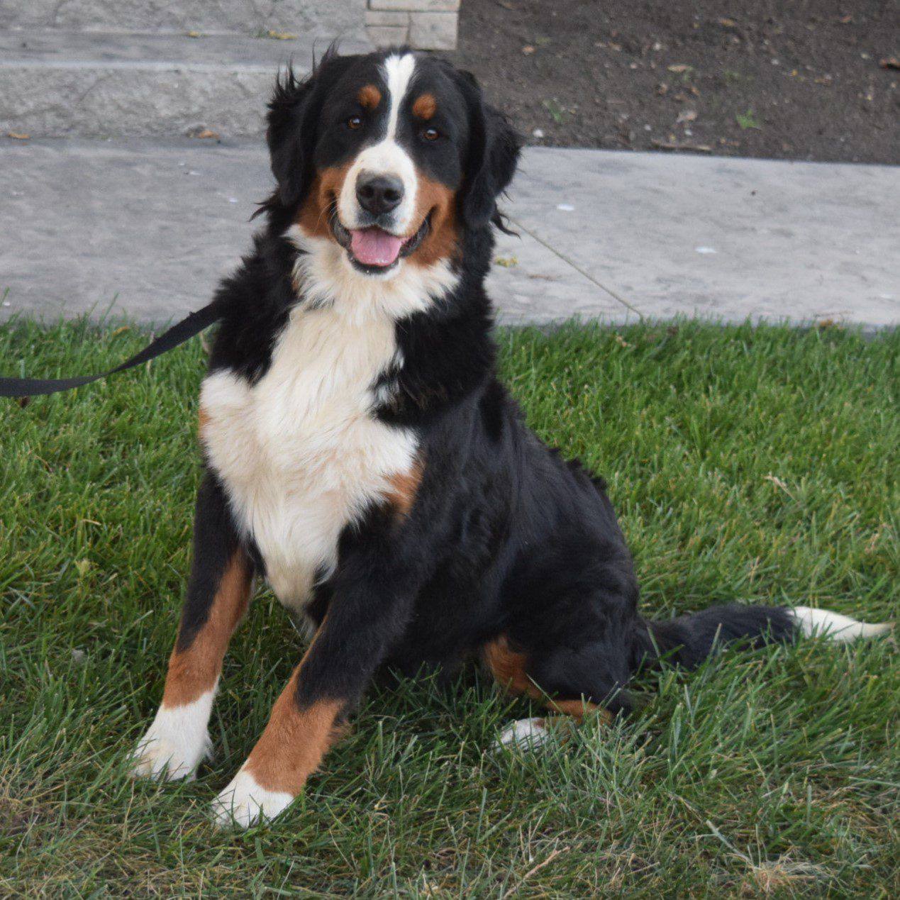 Bailey parent dog photo