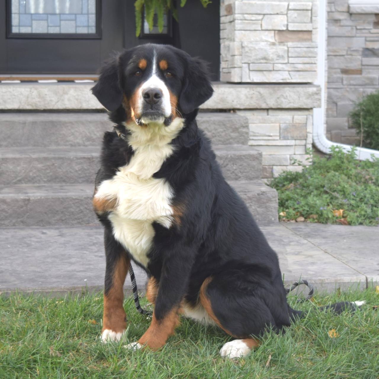 Daisy parent dog photo