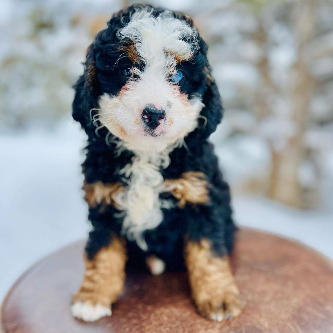 Winter Belle puppy photo