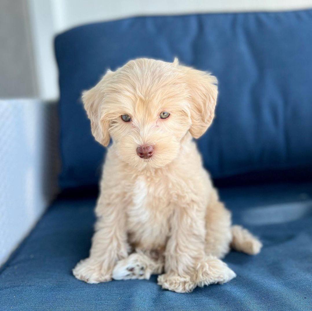 Golden Milo puppy photo
