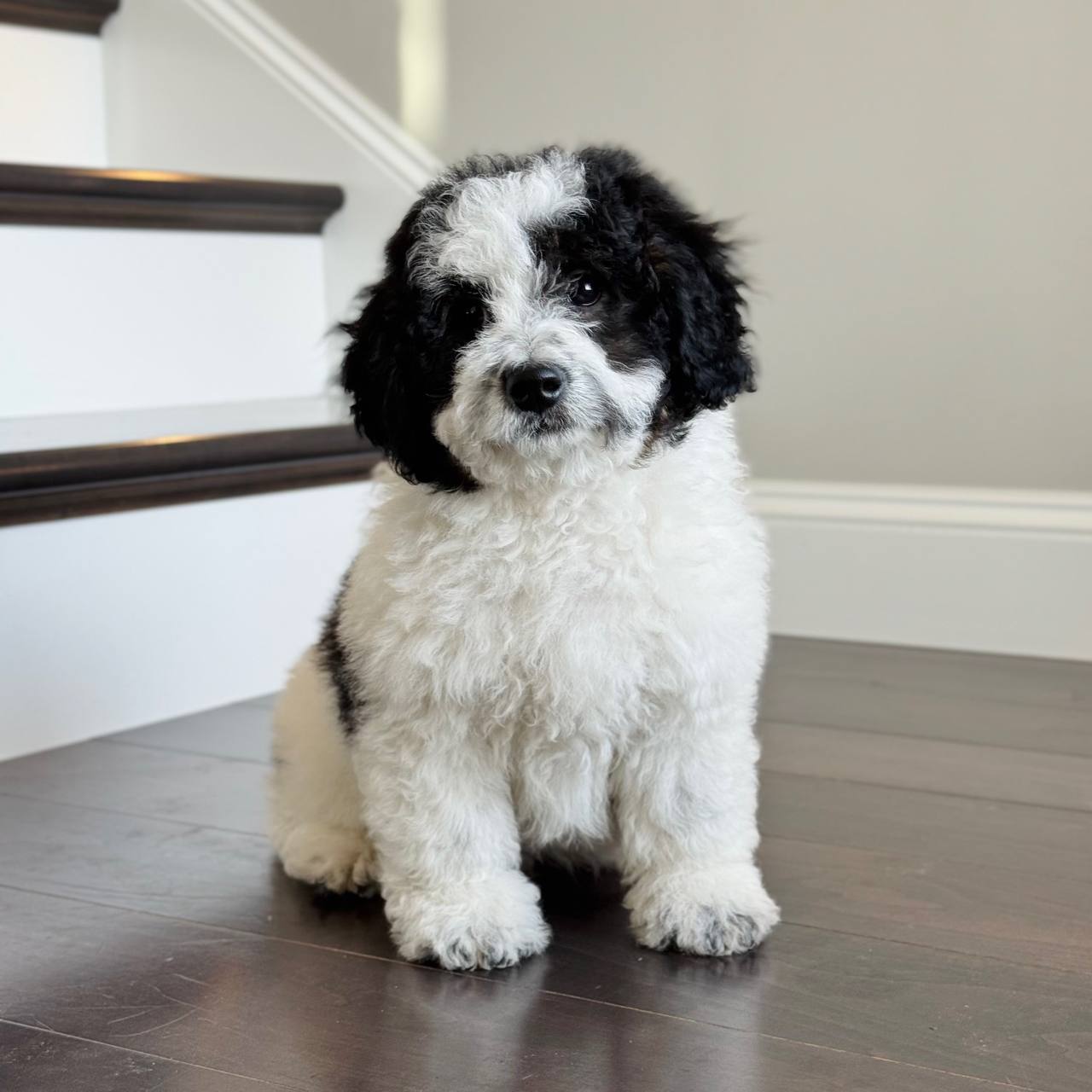 Thatcher puppy photo