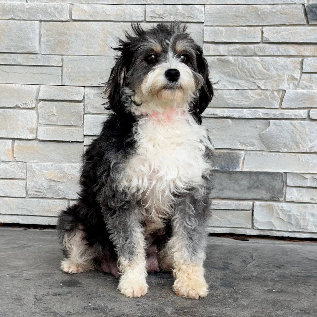 Tessa parent dog photo